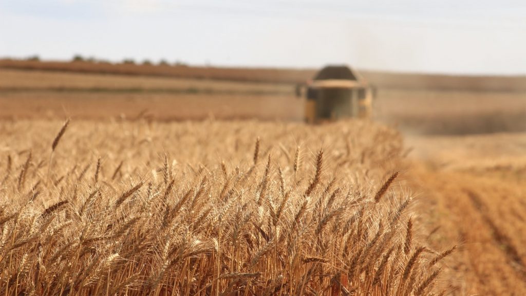 harvesting wheat